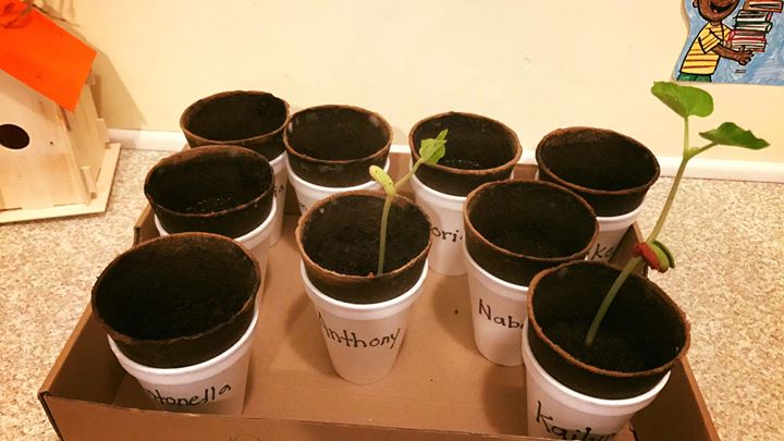 Look at our Bean Plants Growingπ±π